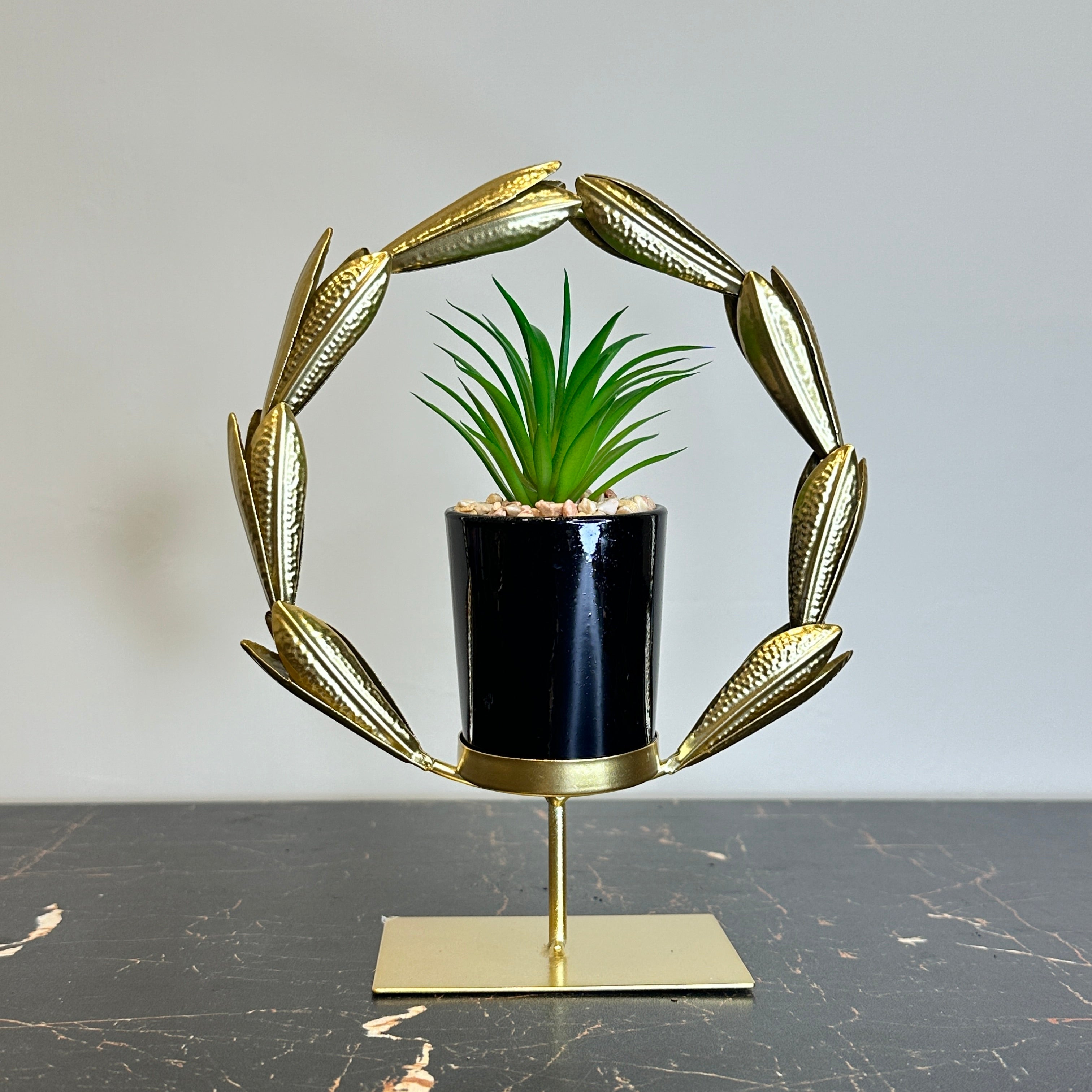 Golden Agave Plant
