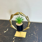 Golden Agave Plant