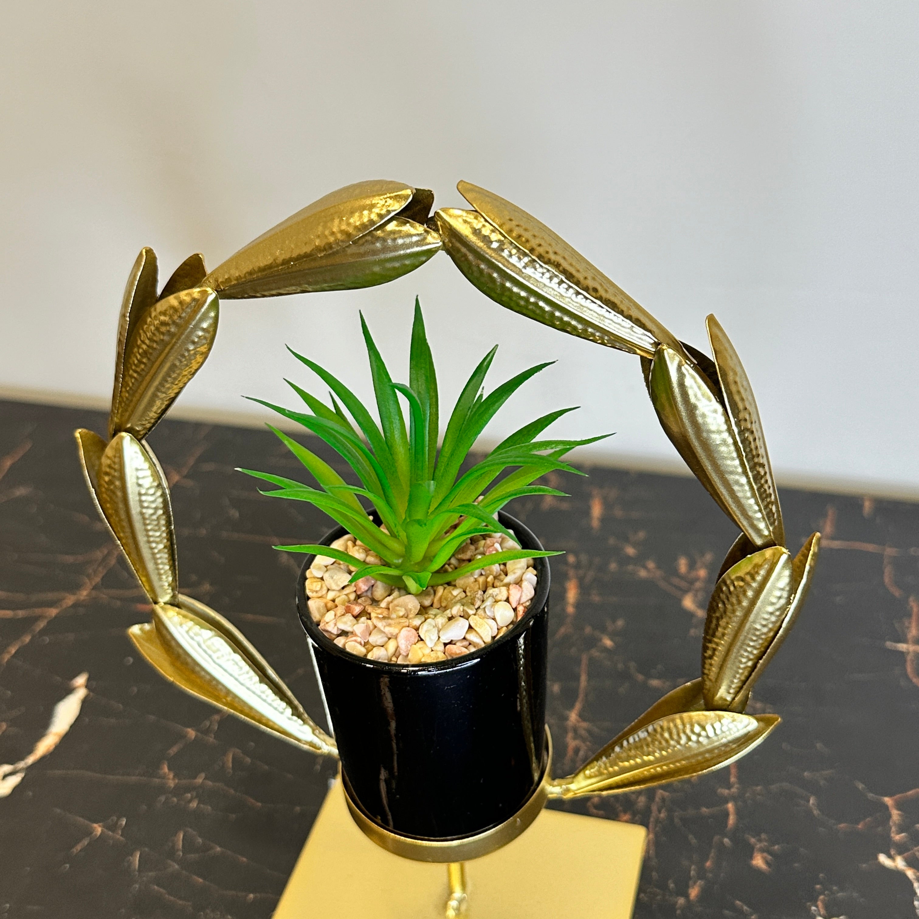 Golden Agave Plant