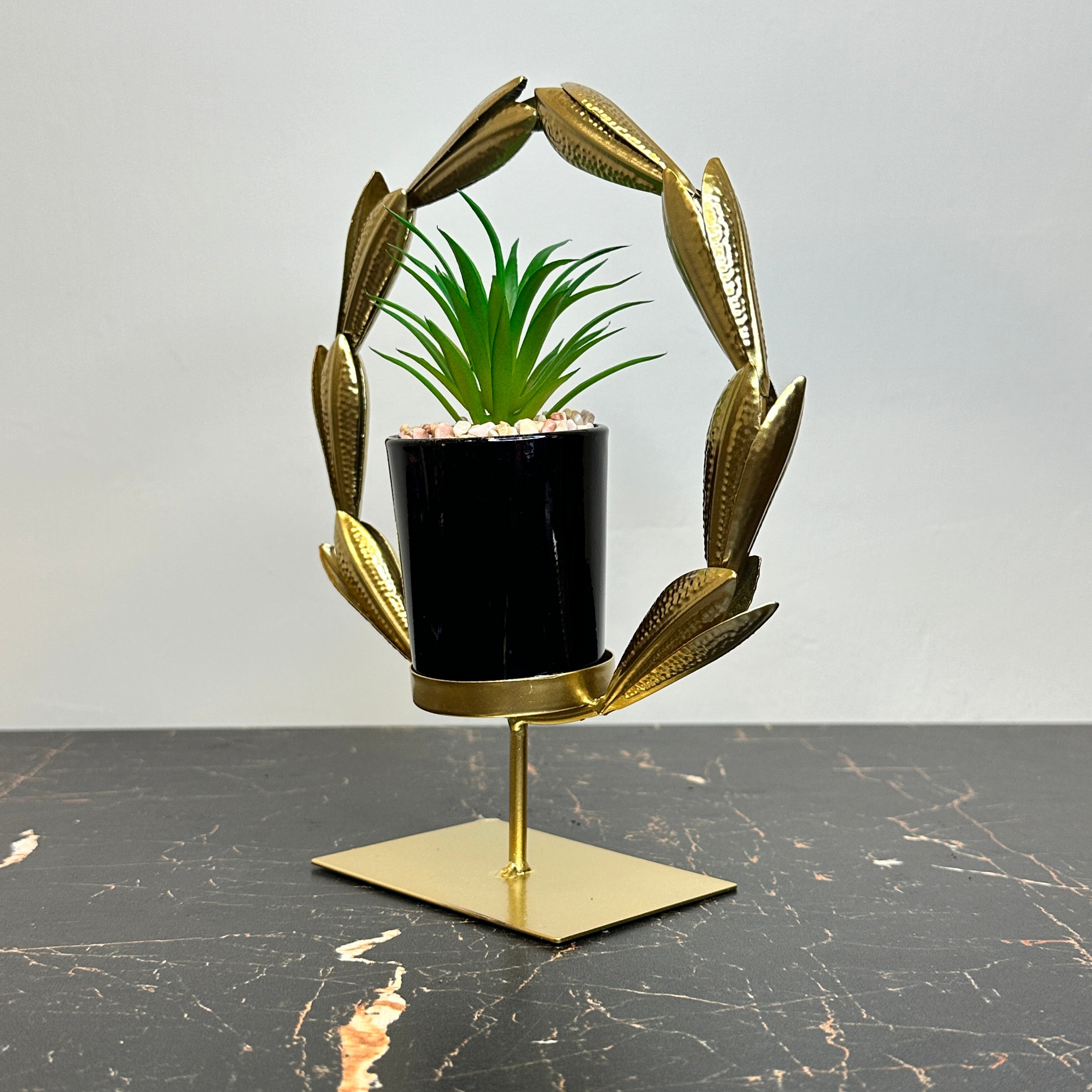 Golden Agave Plant