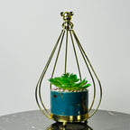 Golden Bear Plant