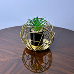 Golden Globe With Plant